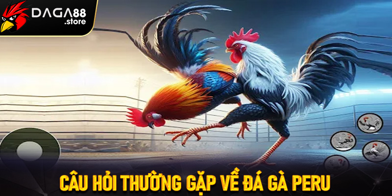 Câu hỏi thường gặp về Đá gà Peru và Daga88