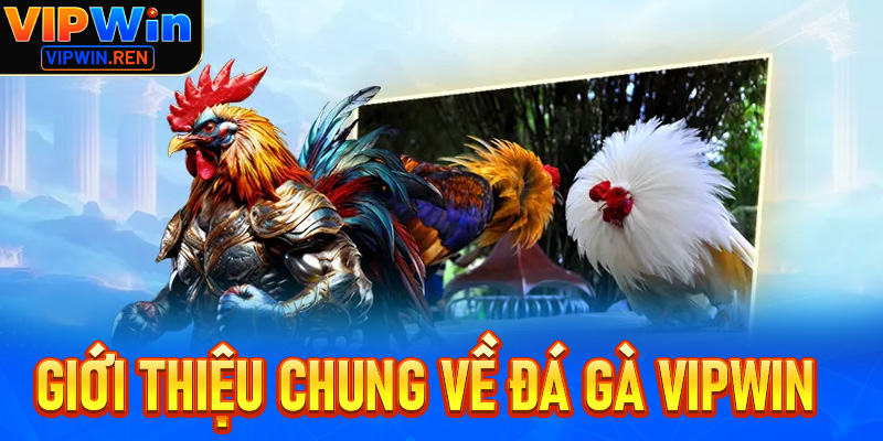 Giới thiệu chung về Đá gà Vipwin – Đấu trường chọi gà đẳng cấp hàng đầu Việt Nam