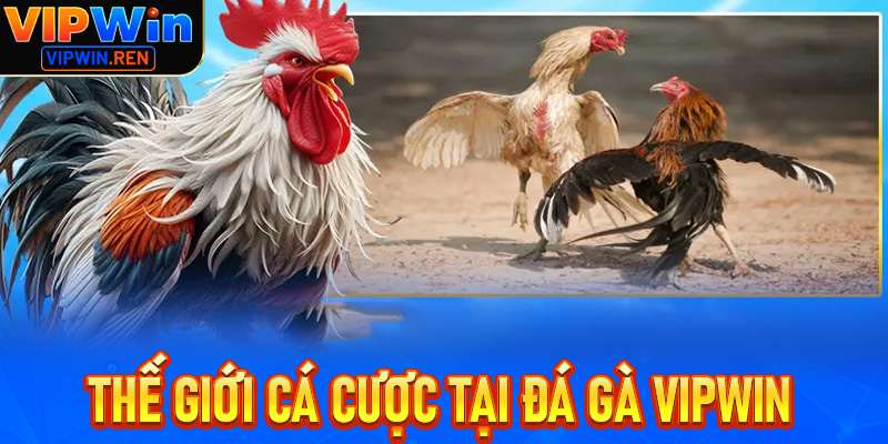 Thế giới cá cược và giải trí tại Đá gà Vipwin – Cơ hội và thách thức
