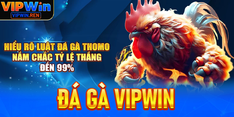 Đá gà Vipwin